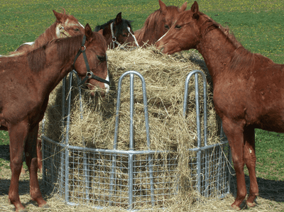 Krmelec pro koně a skot Economic Feeder